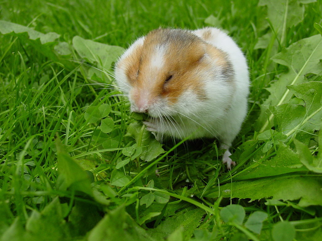 Hamster sitting on the lawn, happily stuffing its cheek pouches with dandelion leaves