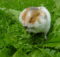 Hamster sitting on the lawn, happily stuffing its cheek pouches with dandelion leaves