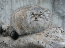 A suspicious-looking manul (Pallas cat) on a log.