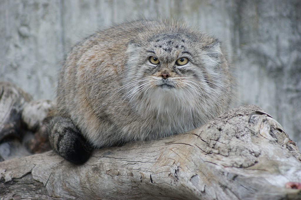 A suspicious-looking manul (Pallas cat) on a log.